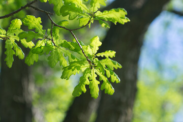 Fototapeta na wymiar young oak leaves on branch closeup selective focus