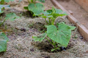Spring seedlings with cultivation of cucumbers in greenhouse