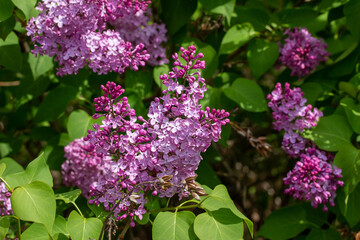 Fototapeta na wymiar Close up texture view of beautiful fragrant Persian lilac (syringa persica) flower blossom clusters blooming in full sunlight with defocused background
