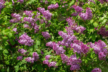 Obraz premium Close up texture view of beautiful fragrant Persian lilac (syringa persica) flower blossom clusters blooming in full sunlight with defocused background