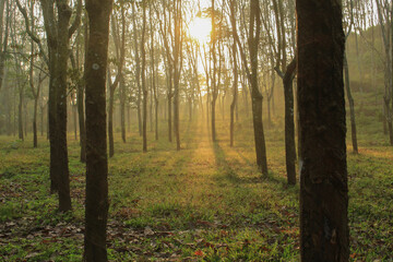 Obraz premium view of a forest in the morning, rim of light