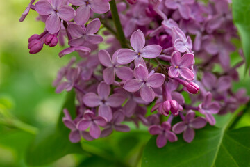 Close up texture view of beautiful fragrant Persian lilac (syringa persica) flower blossom clusters blooming in full sunlight with defocused background