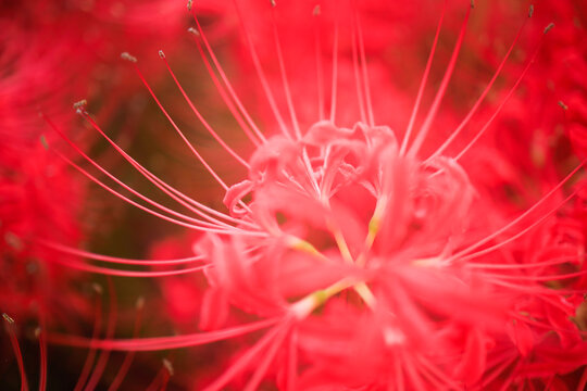 曼殊沙華 曼珠沙華images Browse 714 Stock Photos Vectors And Video Adobe Stock