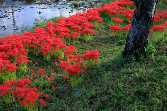 曼殊沙華 曼珠沙華images Browse 714 Stock Photos Vectors And Video Adobe Stock