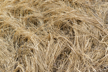 Dry grass bent to the ground for a backdrop. Top view. Broken stems. The concept of autumn, drought, hay.