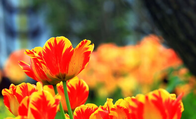 Tulip on natural blurred background in home garden. delicate tulip flower with petals and bright green leaves. Soft focus.