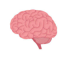 Vector illustration of human brain