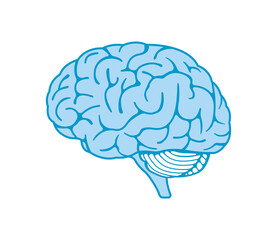 Vector illustration of human brain