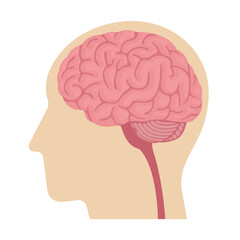 Vector Illustration of human head anatomy structure ( no text )
