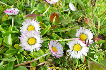 Common Daisies in meadow.