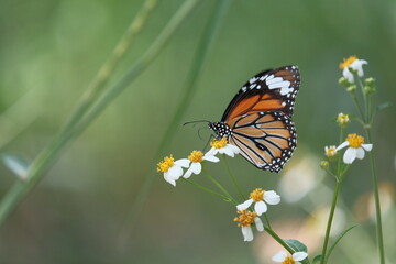 butterfly on a flower