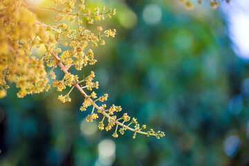 The mango bouquet or mango flower is blooming full on the mango trees in the garden