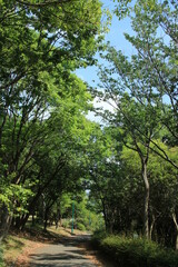 Fototapeta na wymiar 日本の住宅街にある公園の新緑(6月)