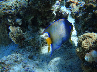 Pez se escurre iridiscente.