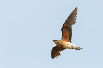 Oriental Pratincole in flight isolated on blue  background