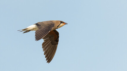 Oriental Pratincole in flight isolated on blue  background