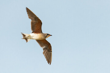 Oriental Pratincole in flight isolated on blue  background