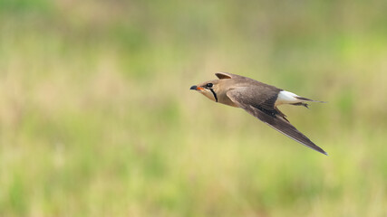Obraz premium Oriental Pratincole in flight isolated on blur green field background
