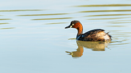 Little Grebe swimming in a pond looking into a distance