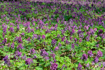 Fototapeta premium Bright spring bloom