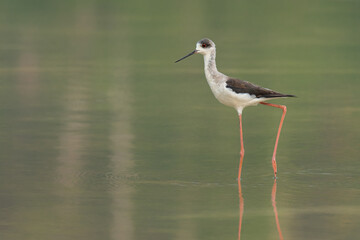Black-winged Stilt wading in shallow water