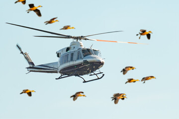 Flying helicopter with a flock of flying ducks in foreground