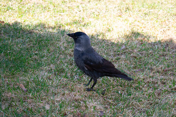 Jackdaw Walking in the Glade