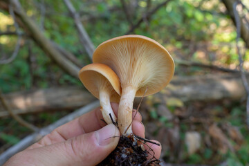 Poisonous mushrooms in hand close-up. Toxic fungus Clitocybe. Macro.