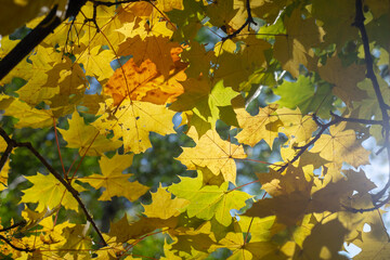 Leaf fall. Natural autumn background, multicolored maple leaves close-up.