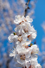 Blooming cherry