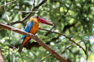 Stork-billed Kingfisher Pelargopsis capensis Beautiful Birds of Thailand