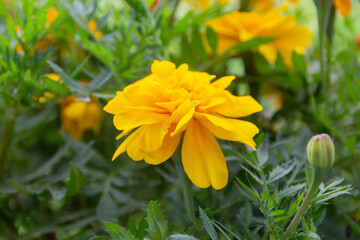 Bright yellow marigolds from the backyard