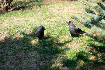 Walking jackdaws in a clearing