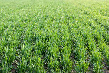 young wheat seedlings growing in the field