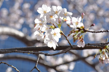桜