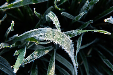 Ice crystals on green grass close up. Nature background.
