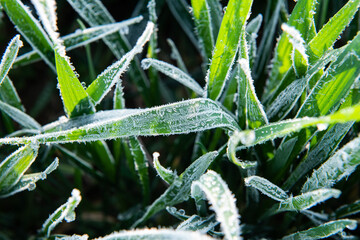 Ice crystals on green grass close up. Nature background.