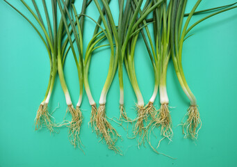 Composition of fresh Asian green onions head on green background.