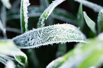 Ice crystals on green grass close up. Nature background.