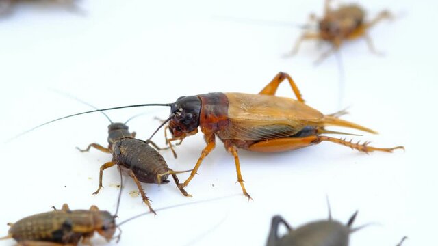 closeup crickets eating food, small bug

