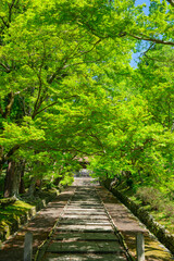 京都　毘沙門堂門跡の新緑