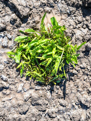 freshly planted horseradish bush in garden