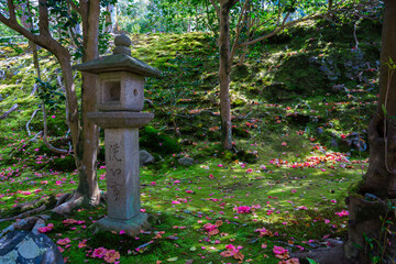 Fototapeta na wymiar 京都　霊鑑寺の椿