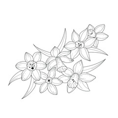 Botanical illustration. Narcissus flower. Black and white flower arrangement. Sketch hand drawing of a flower, linear art on a white background. Vector illustration