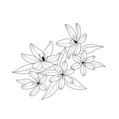Botanical illustration. Black and white flower arrangement. Sketch hand drawing of a flower, linear art on a white background. Vector illustration