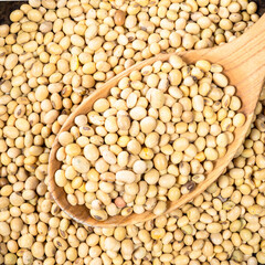 dried soybeans in wooden spoon closeup