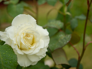 雨に濡れた白いバラ