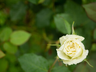 雨に濡れた白いバラ