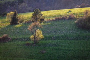green meadows in spring in the Beskid Niski, Poland mountains - obrazy, fototapety, plakaty