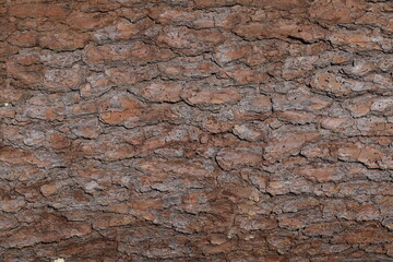 TREE BARK TEXTURE 2